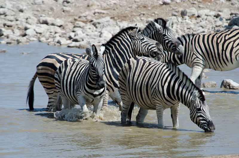 Cebra - parque nacional de Etosha - Namibia 4.jpg